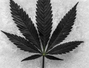 marijuana leaf